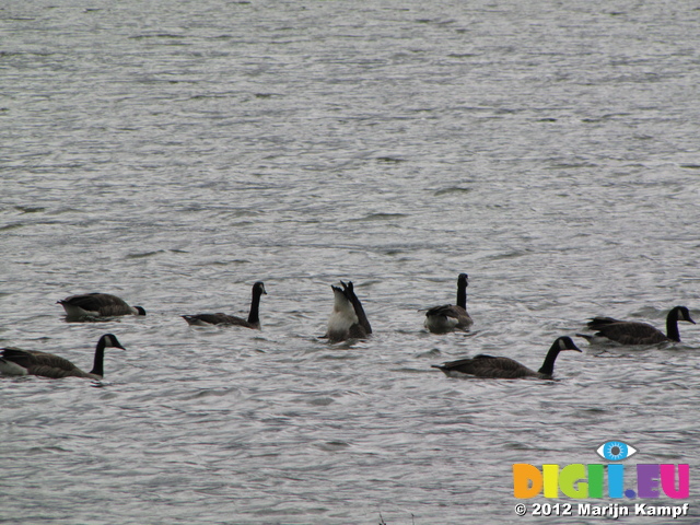 SX23763 Canada Geese (Branta canadensis) in river